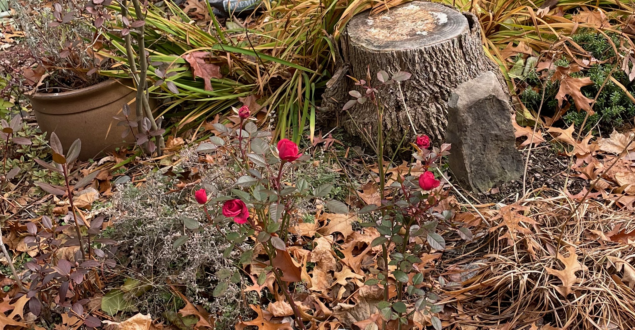 roses in December in upstate NY!