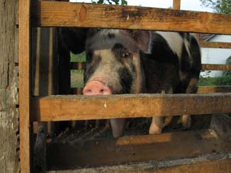 photo by Miro Homesin